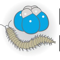 Martín-Durán lab (@chema_md) 's Twitter Profile
