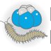 Martín-Durán lab (@chema_md) Twitter profile photo Martín-Durán lab (@chema_md) Twitter profile photo