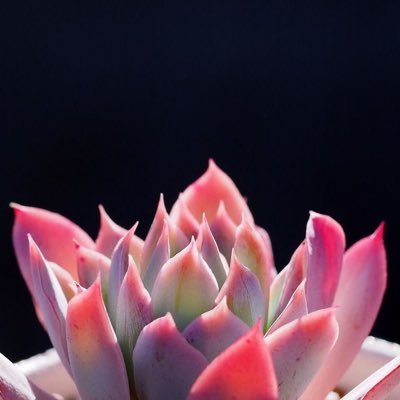 almavtweet's profile picture. 