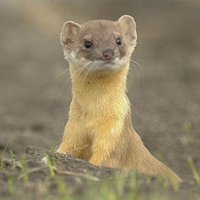 Weasel Words 🇬🇧🏴🏴🇮🇪 (@weaslewords) 's Twitter Profile Photo Weasel Words 🇬🇧🏴🏴🇮🇪 (@weaslewords) 's Twitter Profile Photo