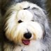 Huddy Bear (@huddybear_hooch) Twitter profile photo Huddy Bear (@huddybear_hooch) Twitter profile photo
