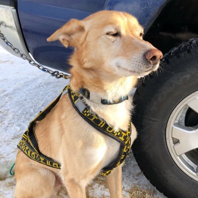 akswingley's profile picture. Graphic & production specialist, slower runner, dog musher, birder, lover of muskox. #SkirtSports Ambassador 2017-2020.