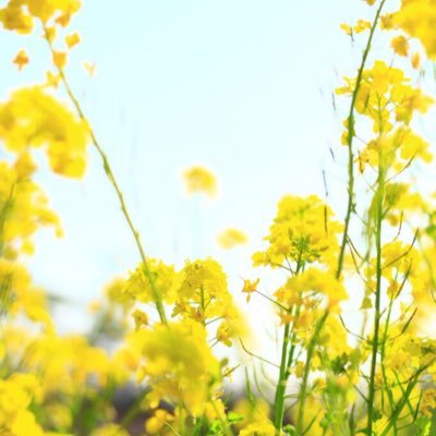 s100d's profile picture. 4歳と2歳男児の母/どうしようもなくオタク/棒針編みに急速に沼った/FRBご自由に/無言フォロー失礼します🙇‍♀️ #2018apr_baby #2020dec_baby