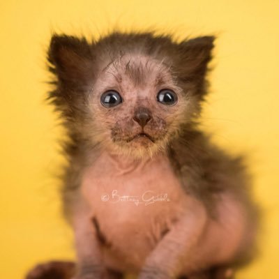 LuisayalaLuis's profile picture. CEO @silvanayluis #Tatuajes #Piercings #Fuerteventura