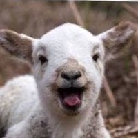 Soytarı Muhtar Garip Dirki (@metzgermeiister) Twitter profile photo