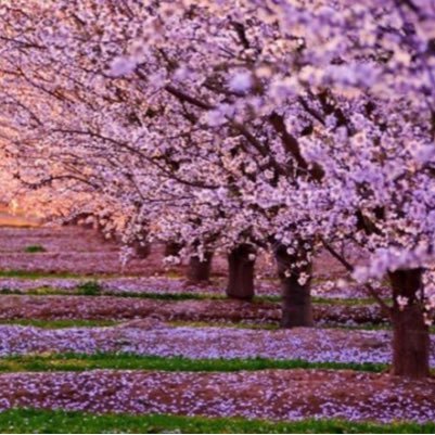 LCL323232's profile picture. Business & Finance Health