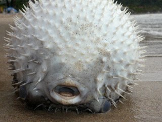 JoelofDeath's profile picture. Politics, Starcraft, Software Development