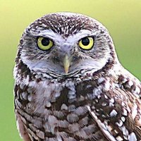 Cheveche Reveche (@chevechereveche) 's Twitter Profile