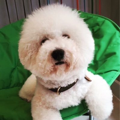 I am a Londoner Bichon frise 🐶 love Walkies, sunny days, travels and swimming