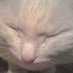 Dank (@dankmememate) Twitter profile photo Dank (@dankmememate) Twitter profile photo