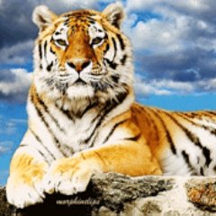 @Set_Tiger