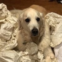 William S Miles (@tsurge_thecloud) 's Twitter Profile Photo