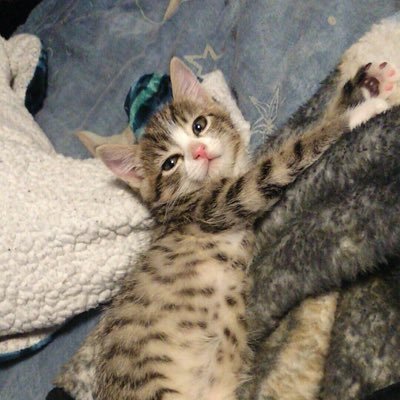 nubby74569849's profile picture. I have 5 cats and needed somewhere to share how cute they are so meow :3