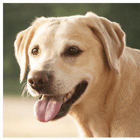 RETORIBA_dogs's profile picture. 日本語覚えたのでTwitter始めましたワン全国の犬さんフォローしてワン