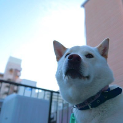 ume_fd3s's profile picture. ap1・fd3s