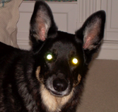 Fodog
