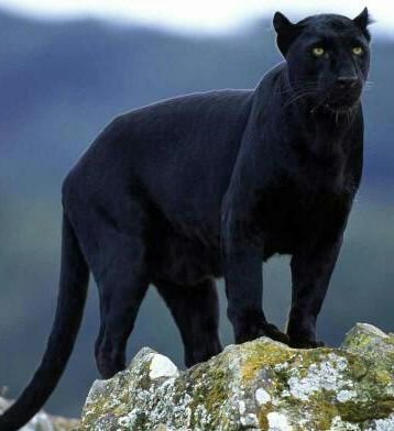 ColonelMaisara's profile picture. Colonel Maisara elalfy