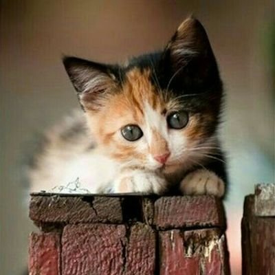 I like to go places. My mommy loves me. Meow
