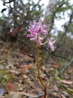 v33nique's profile picture. 