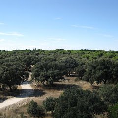 Plataforma vecinal ecologista #Madrid #Pozuelo #Majadahonda #Boadilla para salvar el patrimonio del Monte de Boadilla  montedeboadillaparalosvecinos@gmail.com