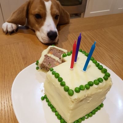 Just a young Beagle sharing my adventures and exploits as I sniff, arroo and chew my way through life as only a Beagle can. Stand by for much cuteness!