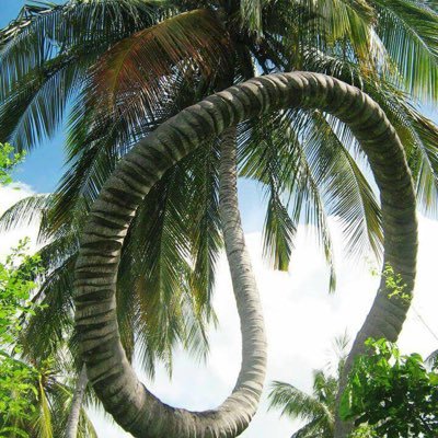 jalilahmed51's profile picture. Not interested in politics