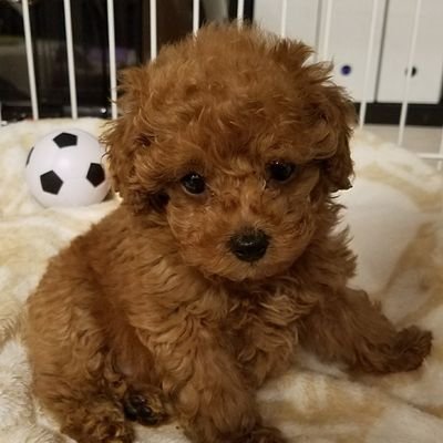 kagamyoko's profile picture. 