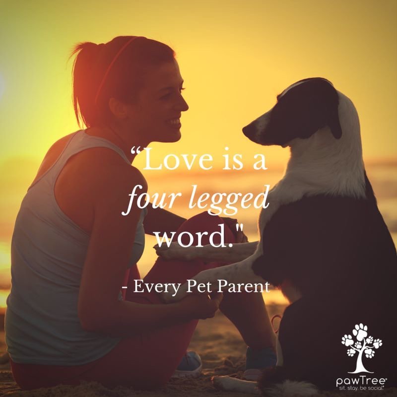 vipetswithash's profile picture. My name is Ashlie, I am a pawTree Independent petPro.
My website is https://t.co/Ko5TxJ66yt