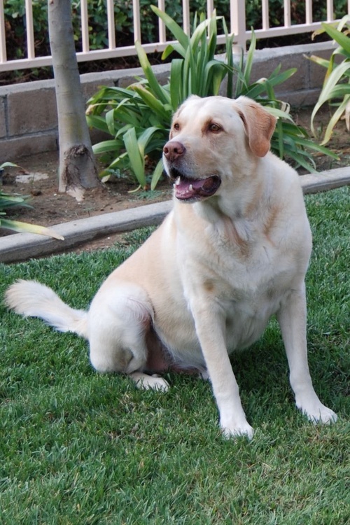 thedukedog's profile picture. 