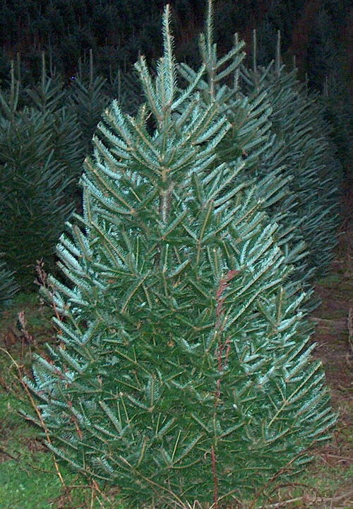 A family owned and operated Christmas tree farm and nursery, specializing in Fraser Fir Christmas trees as well as B and B nursery stock.