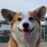たいみん (@luckyno3) 's Twitter Profile