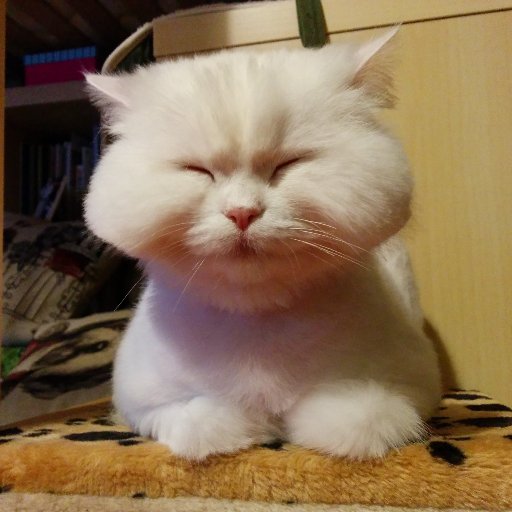 Rippenmolche's profile picture. 🐈‍⬛🐩🐢🐸🦎🐍
En esta cuenta,  yo Opino de que...
like≠endorsement. He/His/Him