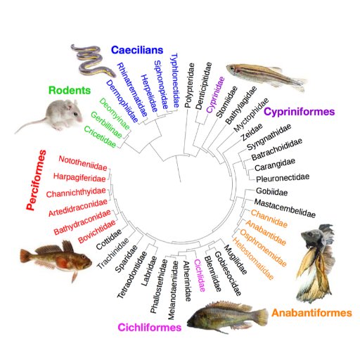 Vertebrate Genomes Project at Sanger Institute -collab @genomeark. Generating reference quality assemblies across the tree of life (managed by @ilianabista)
