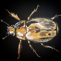 My Beetle Collection Artworks(@mybeetleco) 's Twitter Profile Photo