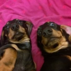 We are two crazy dachshunds.