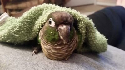 GnocchiCondito's profile picture. I'm the salt and the lime. 🍻