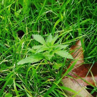 GuiloGrow's profile image