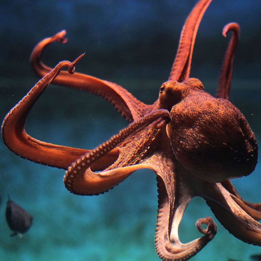 La Pieuvre Pieuvredetang Twitter