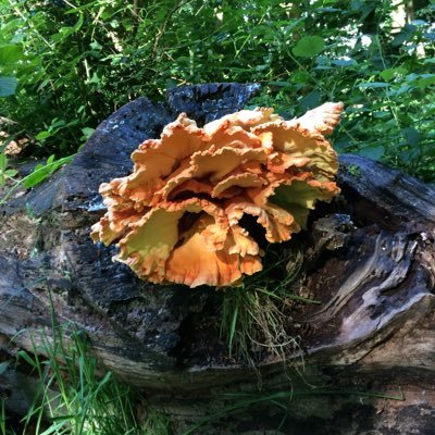 mossish_'s profile picture. PhD @qmul; co-editor @amberflorazine; poetry Bugbear (Veer2) infra.structure (@brokensleep) SWATCH (glyph press)