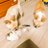 shindy_mb