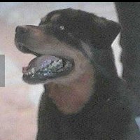 Brian Bruchs (@f3snots) 's Twitter Profile