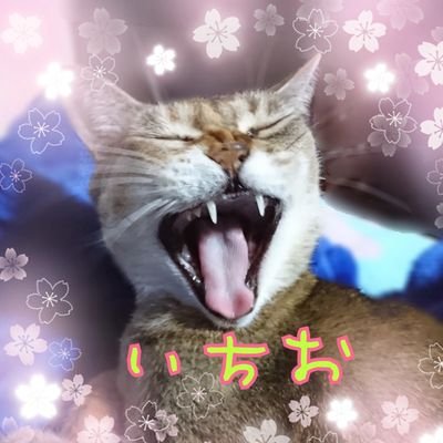 とにかく色々好きです🫠時期でツイが乱れる猫好き。成人済みアラフォ…(腐)転がるように🐰🐯落ち🫠今は1004生まれの👼が可愛いです🫠毎日👼可愛いとしか言ってません…
無言フォローで申し訳ありません🙇♀️