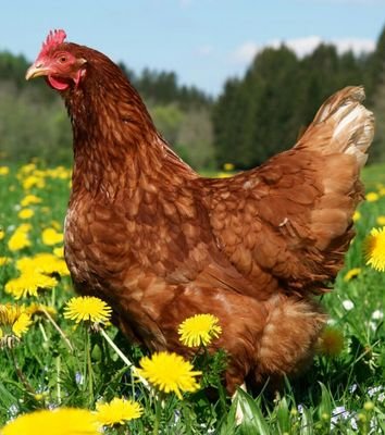 Bonjour
Tous les renseignements nécessaires sur nos volailles ainsi que tous nos points de distribution sur le Sud Est
Adresse ,conseils d'élevage, etc...