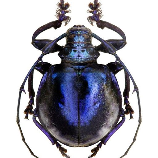 SomethingFred's profile picture. Musician, artist, noise-maker, linguist, translator, procrastinator, obsessive energiser, multi-focused activist, and farcical pre-coffee communicator