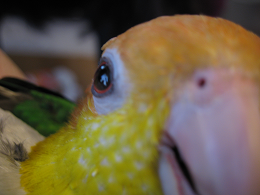 parrotmayu's profile picture. 今のところは、研究で飯のタネを稼ぐことができています。研究と育児のバランスに格闘する毎日。中身も外見もまだまだですが、ペットのインコたちはこんな私でも全力で相手してくれます（笑）。こっそりと母になりました。