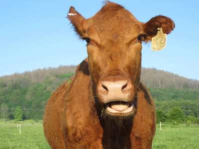 WRorganicfarms's profile picture. Steve Rentschler, owner, Windy Ridge Organic Farms