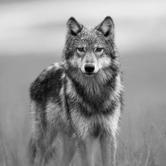 EnKyoo's profile picture. Husband, Father, Chemist, Entrepreneur, and Guitar player.