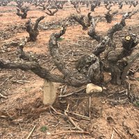 Sinodo Vitivinicola (@sinodorioja) 's Twitter Profile