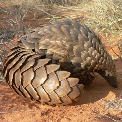 PhD research- electro/analytical chemistry/materials sciences, 
Forensic Science, Pangolins 💚