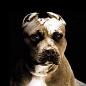 Saigosg's profile picture. 